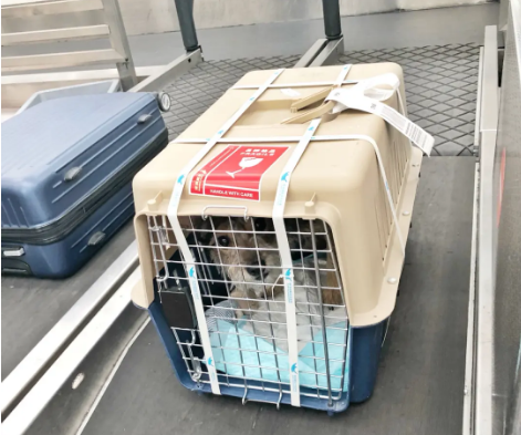 三明宠物托运 宠物托运公司 机场宠物托运 宠物空运